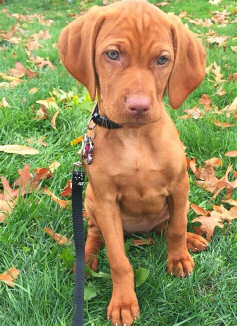 Vizsla rescue. Hungarian Vizsla Rescue Group South Africa. If you spot a Hungarian Vizsla in Rescue at a shelter or an owner trying to DIY rehome, message Admin. We want to ensure that this wonderful breed does... 