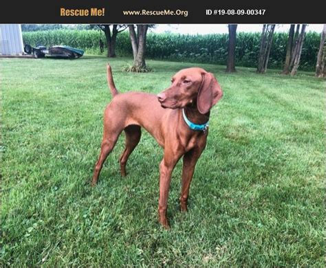 Vizsla rescue near me. Jan 16, 2022 ... Nyla is our 14 week old Hungarian Vizsla puppy. We experienced a lot this week. Training, vets, play, cafes, etc. I wonder what next week ... 