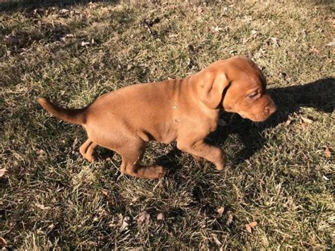 Vizslas for sale near me. Things To Know About Vizslas for sale near me. 