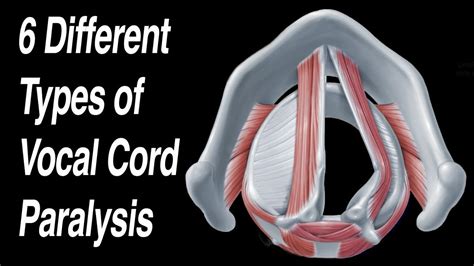 Vocal Folds - YouTube