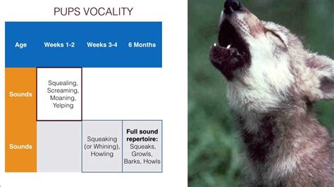 Vocality level 3 in 5 Disclaimer: While the characteristics mentioned here may frequently represent this breed, dogs are individuals whose personalities and appearances will vary