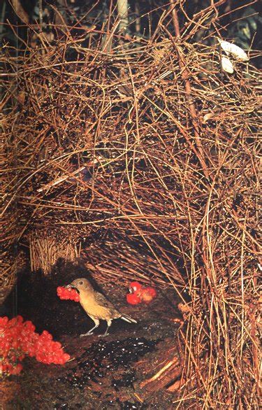 Vogelkop bowerbird - Wikipedia