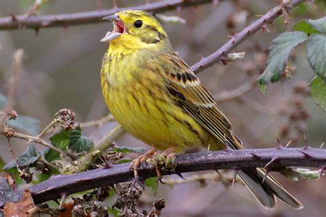 Vogelporträt: Goldammer - NABU