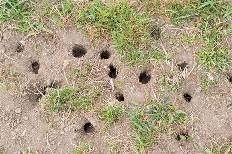 Vole hole. Highlights. Voles are small, herbivorous rodents that resemble mice. Moles are small insectivorous mammals with long, thin snouts. Both animals damage lawns in their quest for food and shelter. Effective removal involves combining several different strategies including trapping, fencing, and repellent. 