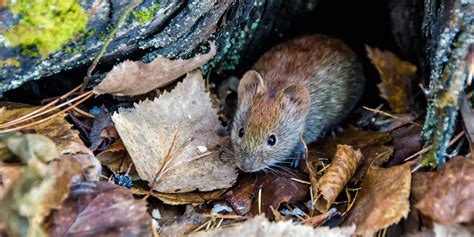 Voles in lawn. Here’s how to repair your lawn after voles have been expelled from the holes, including repairing the tracks (runways) they might have created on the grass. 1. Get raking. Voles leave runways on lawns … 