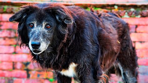 Volpie Onlyfans Leak 💋 (SEX)