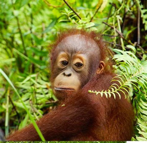 Volunteer Programme on Borneo - Save the Orangutan