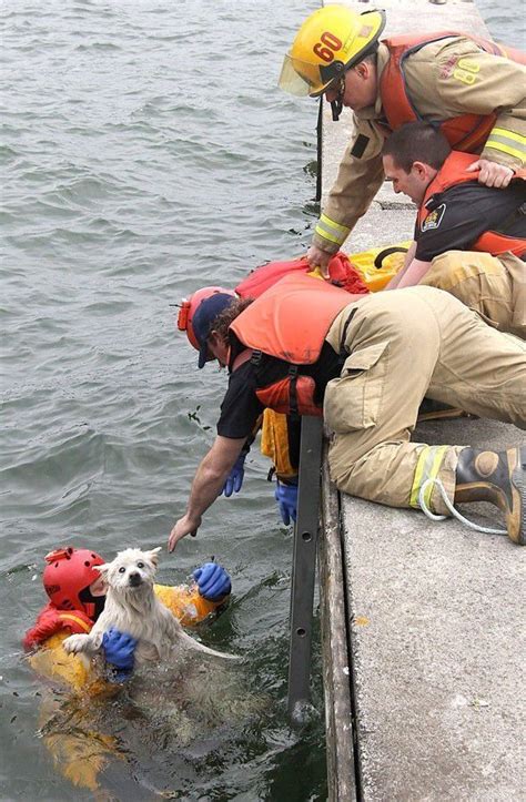 Volunteer firefighter rescues dog in lake