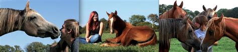 Volunteering at Combe Farm - Combe Farm Arabian Horses