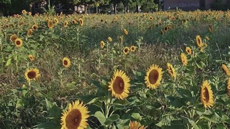 Volunteers plant sunflowers in vacant Chicago lot