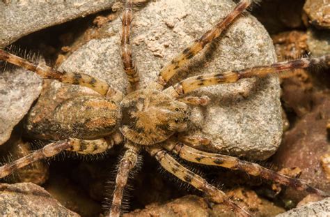 Vom Tintenfischpilz bis zur Nosferatu-Spinne - Mitteilung 02.12.21