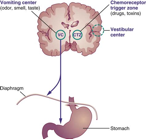 Vomiting centre anatomy Britannica