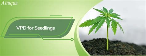 Vpd for seedlings. .  ...