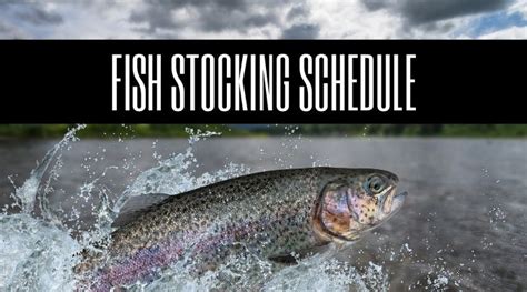 Vt fish stocking schedule. New Jersey. During the 2015 fall trout stocking season the Division of Fish and Wildlife will stock more than 20,000 trout in the state’s major trout waters. This year will see a return to the stocking of larger fish measuring approximately 14″ up to 22″ in length and weighing one-and-a-half pounds to almost eight pounds. 
