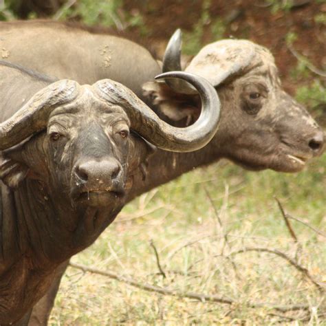 Vwaza Marsh Game Reserve Malawi Expert Africa