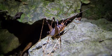 Wētā cave. The enigmatic wētā are one of Aotearoa New Zealand’s most iconic insects. They tend to elicit a range of reactions from people, from fascination to fear. New Zealand has over 100 described species of wētā, which are divided into five main groups: tree wētā, ground wētā, cave wētā, giant wētā and tusked wētā. 