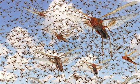 WA warned to brace for insect swarm