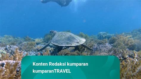 Wajib Dicoba! Ini 12 Spot Snorkeling Terbaik di Indonesia - balustradellc