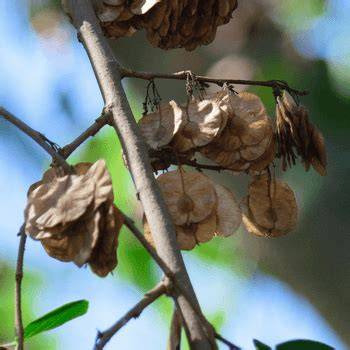 Wal Ehala | Andaman Redwood Tree | Pterocarpus … - raincitystudios.com