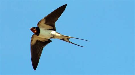 Walet Terbang Angsa Burung Kecil - Foto gratis di Pixabay - balustradellc