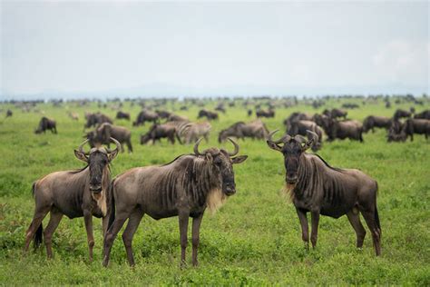 Walking Wild: A Month-by-Month Guide to Africa's Best Safari ... - balustradellc