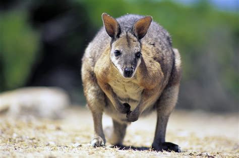 Wallabies | National Geographic - muktibox.com