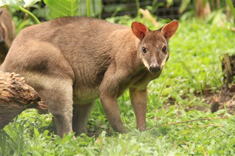 Wallaby, Typical Animal of Eastern Indonesia - Taman Safari Bali - muktibox.com