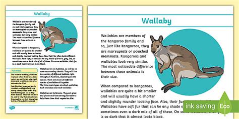 Wallaby Animal Facts - Macropodidae - A-Z Animals - muktibox.com