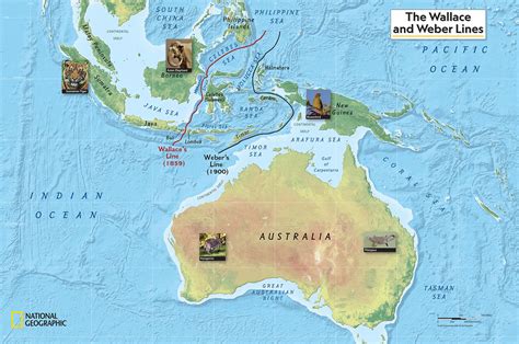 Wallace Line || Biogeography || Evolution || Sulawesi - muktibox.com