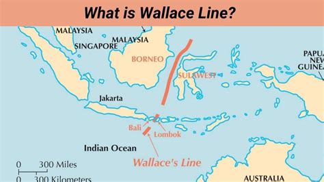 Wallaces line - muktibox.com