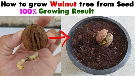 Walnut Propagation - Fruit & Nut Research & Information Center - raincitystudios.com