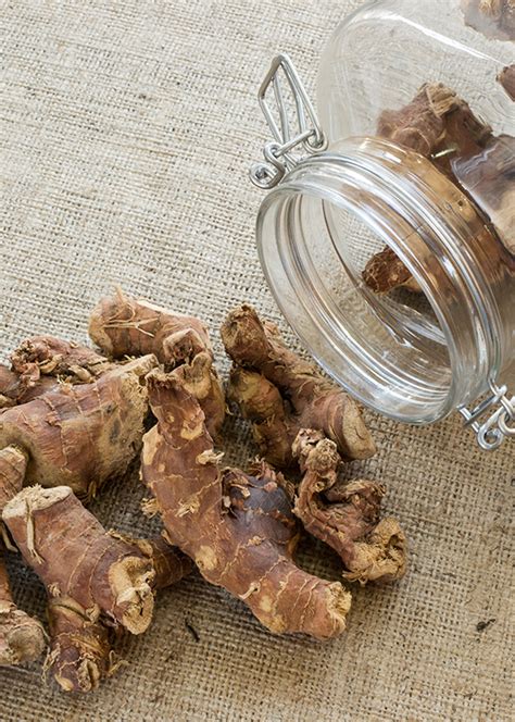 Warm and Spicy Galangal - Grow To Eat Magazine : The Gardener - balustradellc