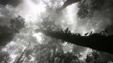 Warming is chasing cloud forests steadily uphill - raincitystudios.com