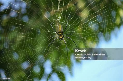 Warna Laba Laba - muktibox.com