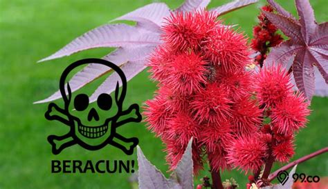 Waspadai Bahaya Tanaman Beracun - Alodokter - balustradellc
