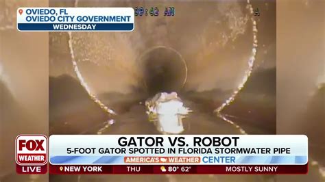 WATCH: 5-foot gator found by robot in Florida stormwater pipe