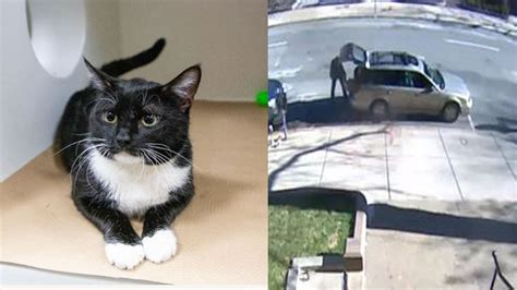 WATCH: Animal Rescue League searching for person caught on camera abandoning cat in Boston