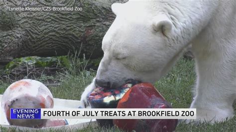 WATCH: Animals snack on 4th of July treats at Brookfield Zoo
