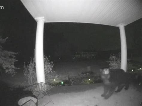 WATCH: Bear 'ding dong ditches' West Virginia home
