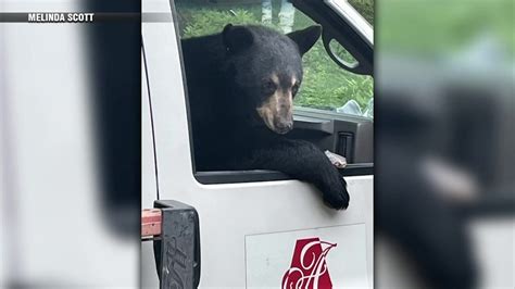 WATCH: Bear climbs into work truck, steals lunch from worker at job site in NH