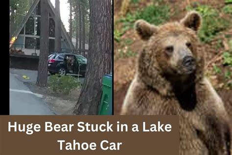 WATCH: Bear found stuck inside car at Lake Tahoe