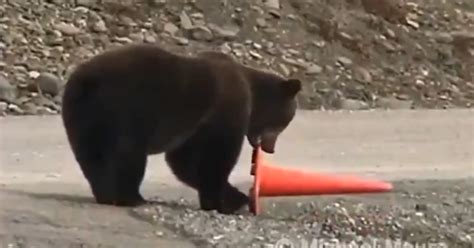 WATCH: Bear puts safety cone back into place along California roadway