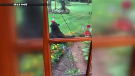 WATCH: Bear spotted drinking from hummingbird feeder in Rutland