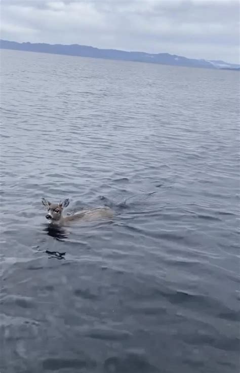 WATCH: Deer struggling in cold Alaskan waters saved by wildlife troopers who give them a lift in their boat