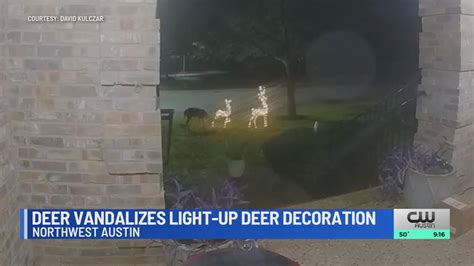 WATCH: Deer vandalizes light-up deer decoration in northwest Austin