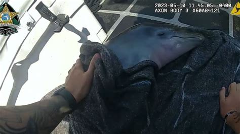 WATCH: Distressed dolphin calf rescued by off-duty deputy