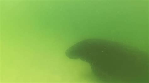 WATCH: Diver waves to manatee in close encounter