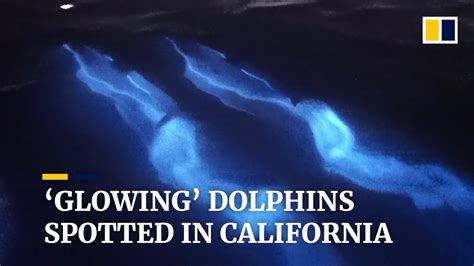 WATCH: Dolphins swim through bioluminescent waters off California