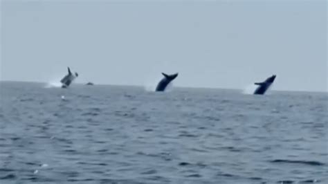 WATCH: Family films trio of whales breaching in sync off of Cape Cod