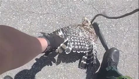 WATCH: Florida deputies save hawk with snake wrapped around its neck